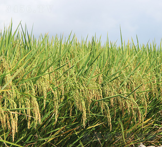 マ(yu)565-ˮN-𽡷NI(y)