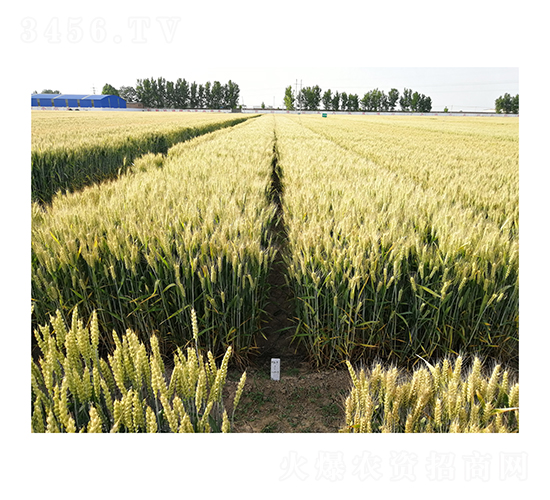 СN-ɽr(nng)37-r(nng)̩