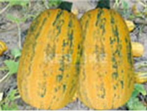 r(nng)l(f)̖(ho)-JN-wِw