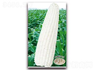 fŴһ̖(ho)-Ŵ׷N-ANI(y)