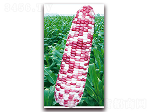 fŴ̖(ho)-Ŵ׷N-ANI(y)