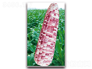 fŴ̖(ho)-Ŵ׷N-ANI(y)