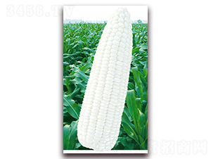 fŴ̖(ho)-Ŵ׷N-ANI(y)