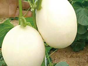 һ̖(ho)-ϷN-߶˷NI(y)