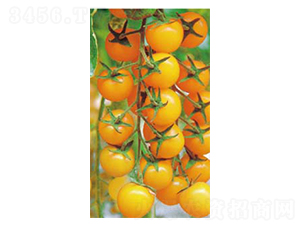 Sһ̖(ho)-СѷN-߶˷NI(y)