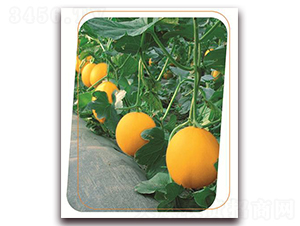 ɭ-ϷN-(yu)r(nng)I(y)