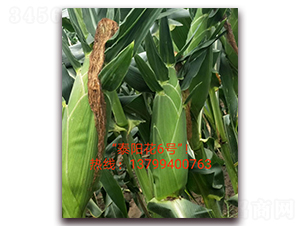 ̩(yng)6̖(ho)-ˮ׷N-ӳɽ