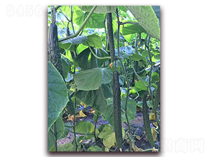 _(d)1̖(ho)-SϷN-_(d)