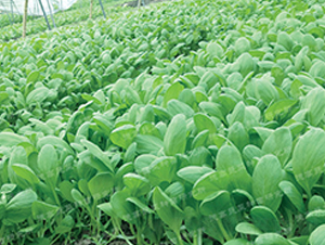 uë3̖(ho)-๣˷N-¸