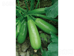 5̖(ho)-JN-֠r(nng)I(y)