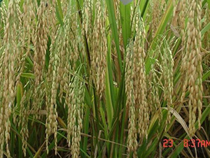 綿5優(yōu)142-水稻種子-中種集團(tuán)