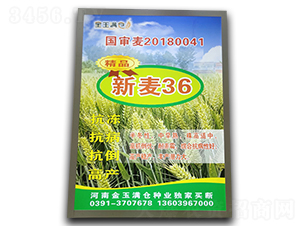 新麥36-小麥種子-金玉滿倉