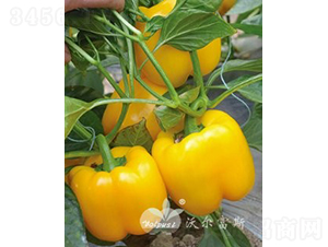 SF1紺ӼԽ߮a(chn)Sɫ𽷣-𽷷N-֠˹