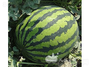 (j)808F1߮a(chn)Ƥϣ-ϷN-֠˹