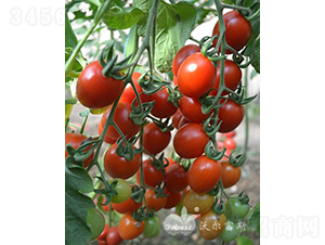 СʹF1_M(jn)ЈNƷN-ѷN-֠˹