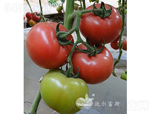 W˼ȶ̖F1a(chn)A\(yn)-ѷN-֠˹