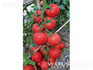 ַ517F1TYƷ۹ѣ-ѷN-֠˹