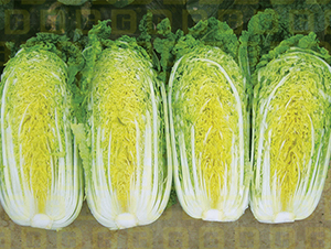 ¸ߵጚ2̖-޲˷N-¸߷NI(y)