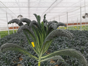 ڃ(yu)¸{(ln)N-r(nng)ƷN