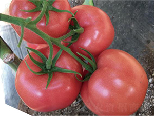 ͝W؃(yu)-ѷN-͝r(nng)I(y)