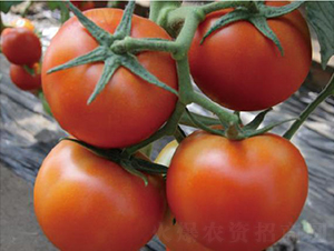 ˼ؐ-ѷN-͝r(nng)I(y)