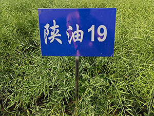 19-Ͳ˷N-SNI(y)