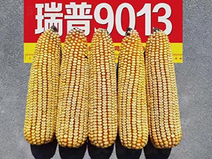 9013-׷N-SNI(y)