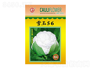 ˷N-ѩ56-Sr(nng)I(y)